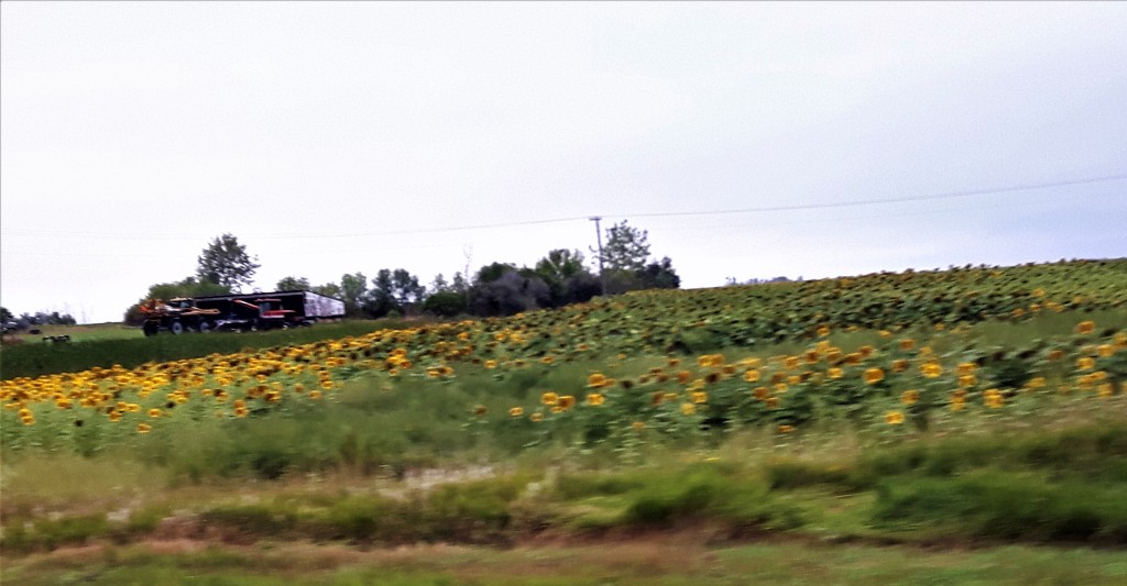 Manitoba Sunflowers