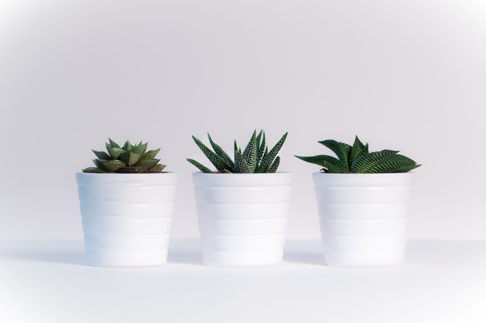 Three plants